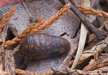 Juniper Hairstreak chrysalis